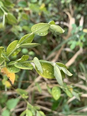 Englerodaphne ovalifolia