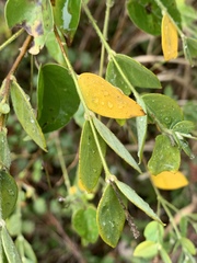 Englerodaphne ovalifolia