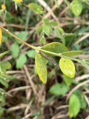 Englerodaphne ovalifolia