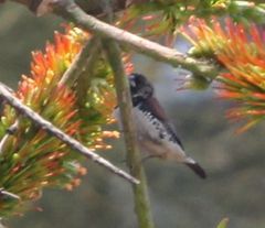 Spermestes bicolor nigriceps