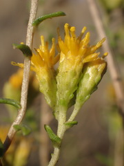 Isocoma arguta