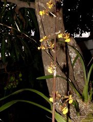 Oncidium ensatum