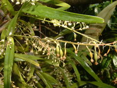 Scaphyglottis micrantha
