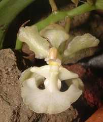 Trichocentrum aurisasinorum