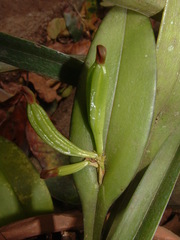 Acianthera circumplexa