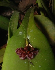 Acianthera circumplexa