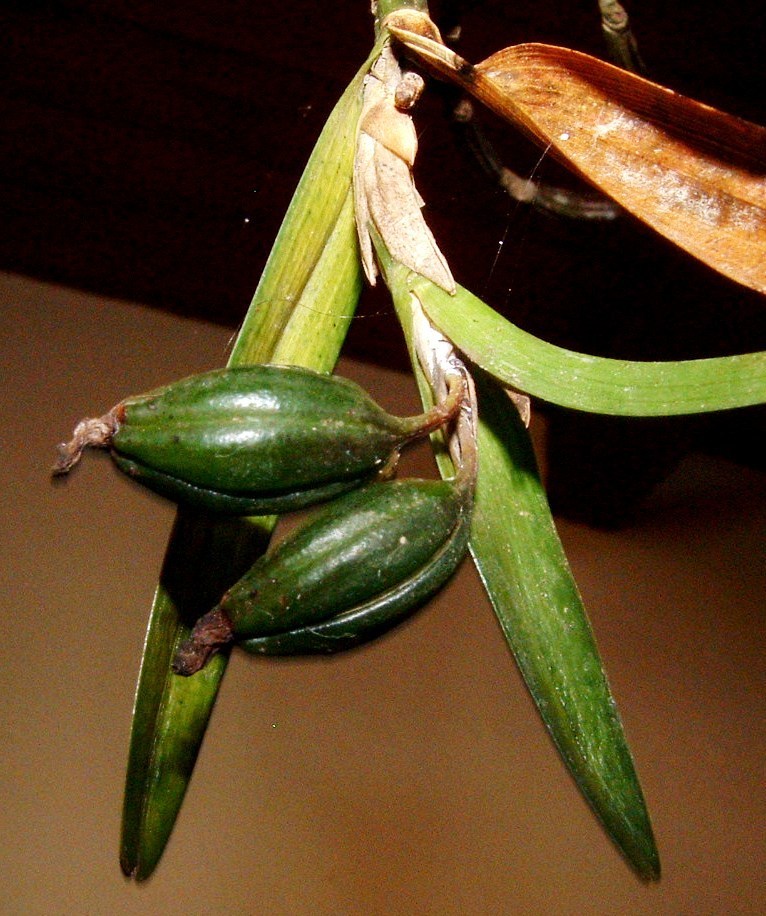 Scaphyglottis laevilabium