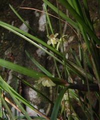 Scaphyglottis boliviensis