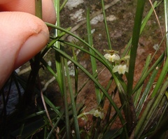 Scaphyglottis boliviensis