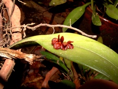 Acianthera circumplexa