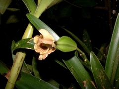 Prosthechea radiata