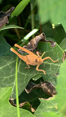 Schistocerca nitens