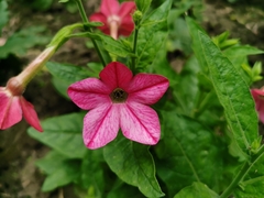 Nicotiana × sanderi