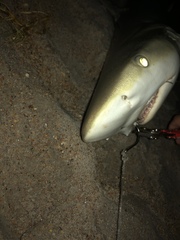 Carcharhinus acronotus