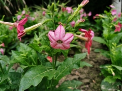 Nicotiana × sanderi