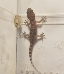 Hemidactylus turcicus