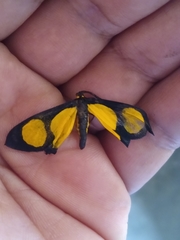 Cyllopoda jatropharia