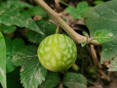 Solanum aculeatissimum