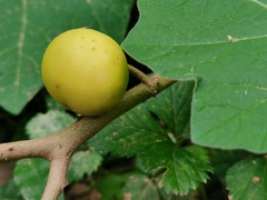Solanum aculeatissimum