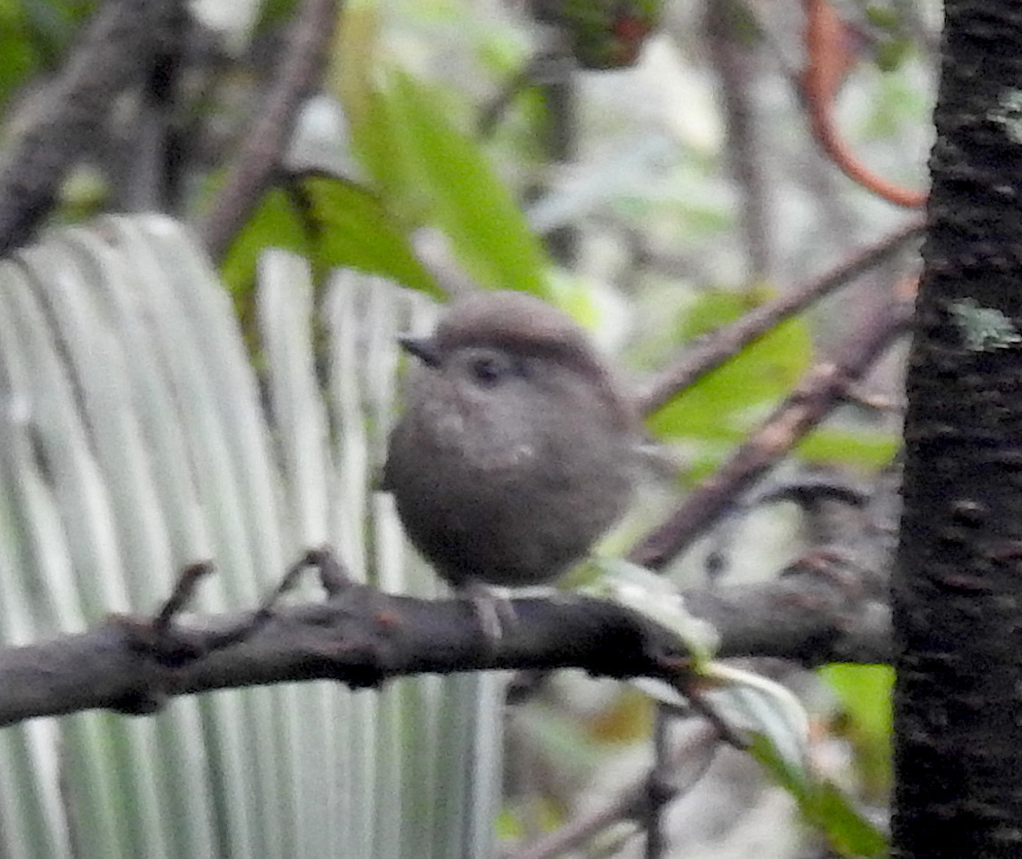 Manipur Fulvetta illustration