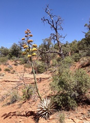 Agave parryi