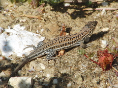 Acanthodactylus erythrurus