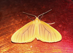 Eubaphe
