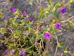 Mirabilis jalapa