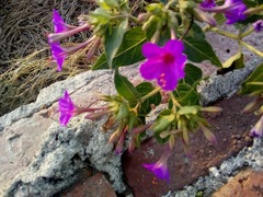 Mirabilis jalapa
