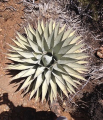 Agave parryi