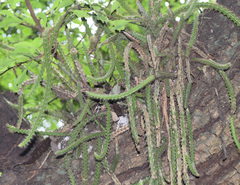 Pfeiffera ianthothele