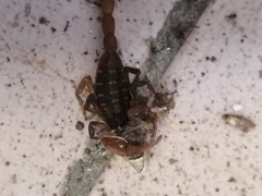 Centruroides limpidus