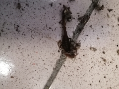 Centruroides limpidus