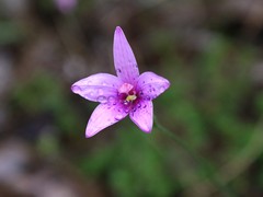 Elythranthera emarginata