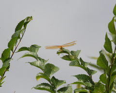 Sympetrum uniforme