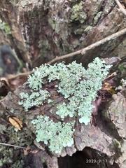 Flavoparmelia caperata