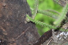 Pfeiffera ianthothele