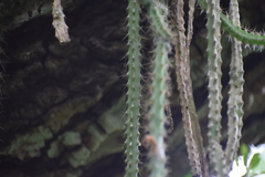 Pfeiffera ianthothele