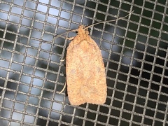 Agonopterix thelmae
