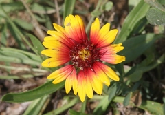 Gaillardia × grandiflora