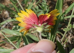 Gaillardia × grandiflora