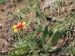 Gaillardia × grandiflora