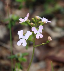 Stylidium affine