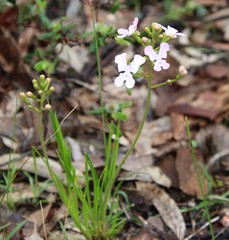 Stylidium affine