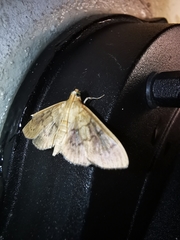 Blepharomastix ranalis