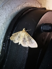 Blepharomastix ranalis