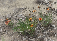 Gaillardia × grandiflora