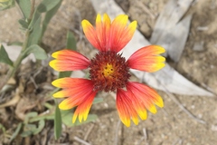 Gaillardia × grandiflora