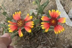 Gaillardia × grandiflora