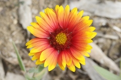 Gaillardia × grandiflora